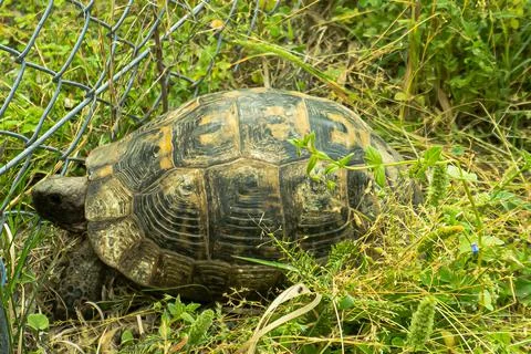 Tortoise turtle slowly moving through the scene on green grass walking slow look Stock Photos
