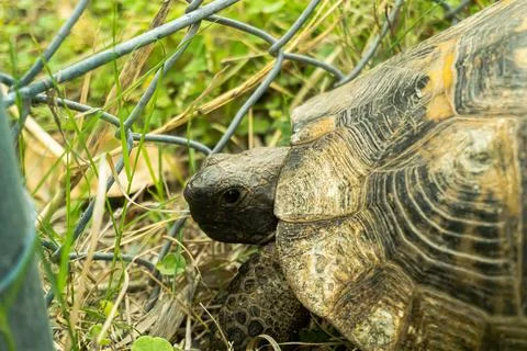 Tortoise turtle slowly moving through the scene on green grass walking slow look Stock Photos
