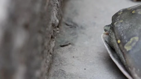 Tortoise turtle stock footage Stock Footage 249540852