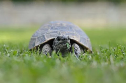 Tortoise turtle vertebrate Stock Photos
