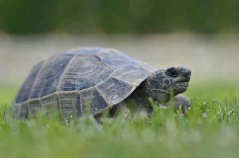 Tortoise turtle vertebrate Stock Photos