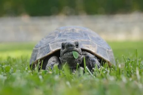 Tortoise turtle vertebrate Foto stock