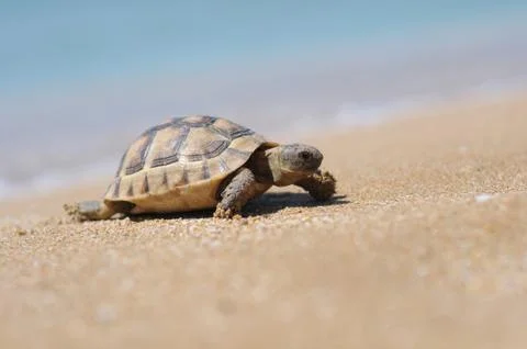 Tortoise turtle vertebrate Stock Photos