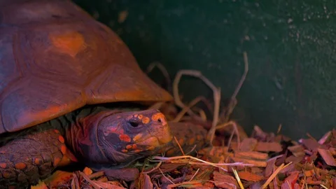 Tortoise under heated lamp (Close up) Stock Footage 114589939