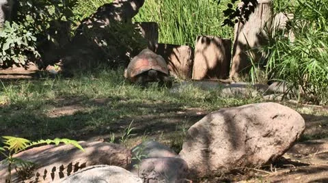 Tortoise Walking 01 스톡 동영상 11967943