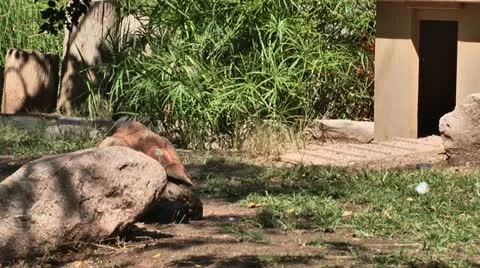 Tortoise Walking 02 스톡 동영상 11967855