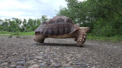 Tortoise walking across the camera frame through road Stock Footage 81788217