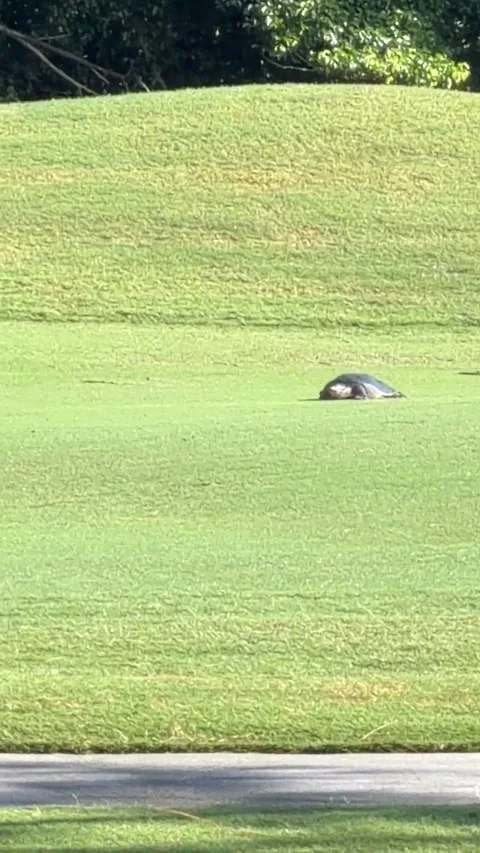 Tortoise walking across golf course fairway entering pond water. Vídeo Stock 347547597