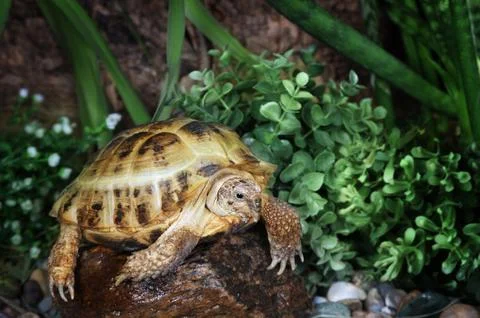 Tortoise walking around Stockfoto's