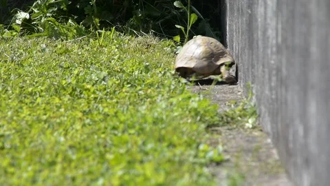 Tortoise walking between concrete wall and grass Stock Footage 113518090
