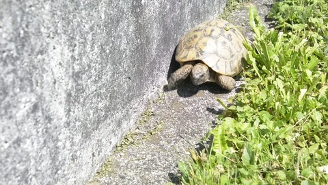 Tortoise walking between concrete wall and grass Stock Footage 113518094