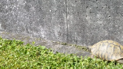 Tortoise walking between concrete wall and grass Stock Footage 113518125