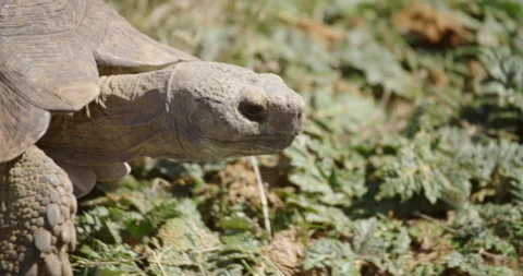 Tortoise walking close up Stock Footage 142006122