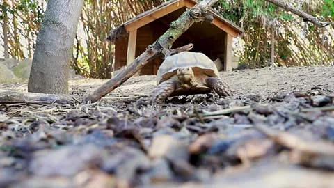 Tortoise walking on dry ground Stock Footage 309325018