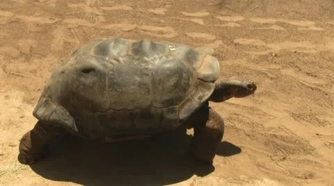 Tortoise Walking Stock Footage 11059885