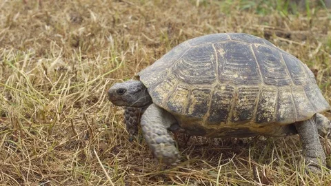Tortoise Walking on The Grass Stock Footage 77513405
