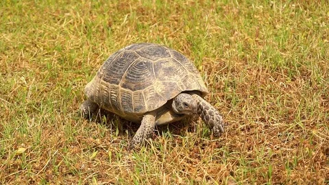 Tortoise Walking on The Grass Stock Footage