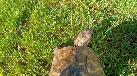 Tortoise walking over green grass, from above Stock Footage 21872481