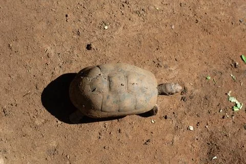 Tortoise walking on packed earth Stock Photos