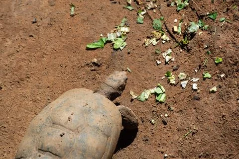 Tortoise walking on packed earth Stock Photos