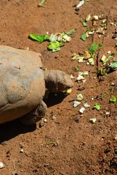 Tortoise walking on packed earth Stock Photos