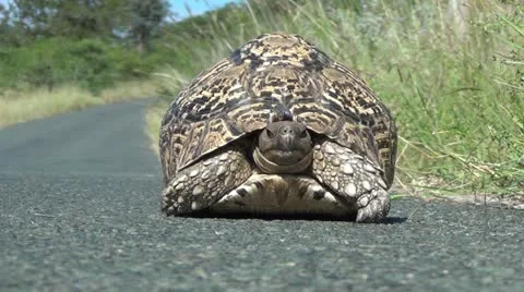 Tortoise walking on the road Stock Footage 11136473