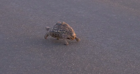 Tortoise walking on the road Stock Footage 90537243