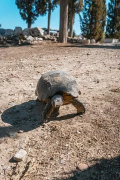 Tortoise Walking on Rocky Ground Stock Photos