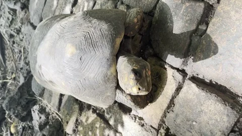 Tortoise walking on rocky path. Vertical shot Stock Footage 249186373