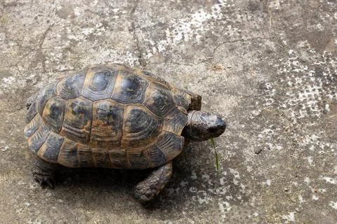 Tortoise walking on rough stone surface Stock Photos