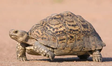 Tortoise walking in sand Stock Photos