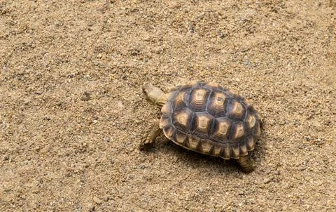Tortoise walking on the sand Stock Photos