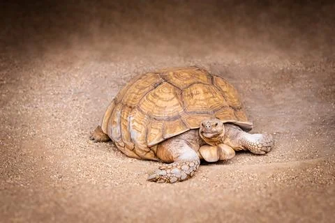 Tortoise walking slowly on dusty earth ground hard shelled animal Stock Photos