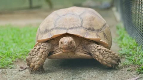 Tortoise walking slowly inside outdoor enclosure with wire mesh fence Stock Footage 339794745