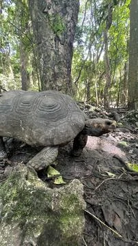 Tortoise walking though the forest Stock Photos