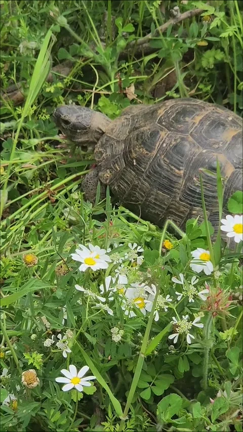 Tortoise Walking through Daisy Flowers in Green Meadow Turkey Stock Footage 333072242