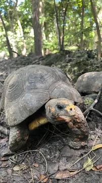Tortoise walking through the forest Stock Photos