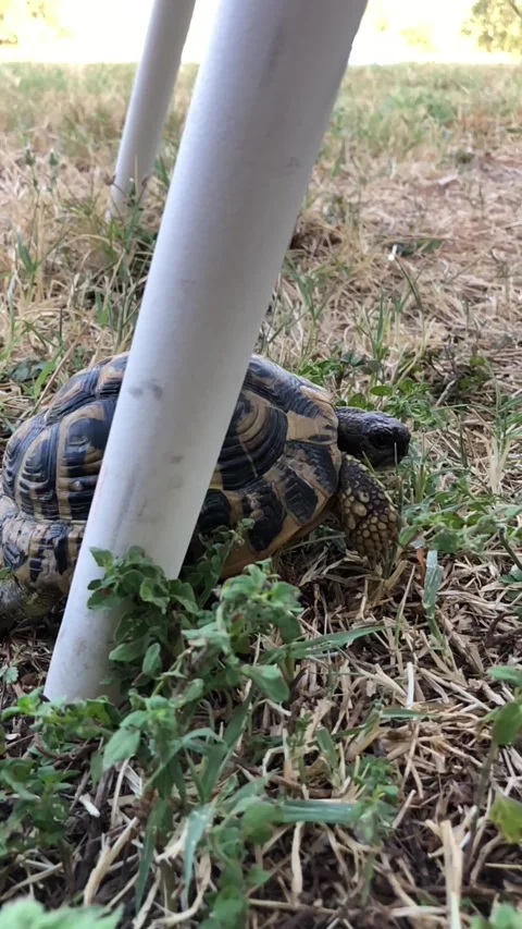 Tortoise Walking Through the Garden Between Chair Legs Stock Footage 293955357