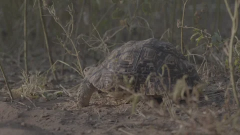 Tortoise Walking Through Grass – Close-Up Wildlife Shot, Zimbabwe Stock Footage 332368896