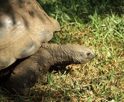 Tortoise walking through the grass Stock Photos