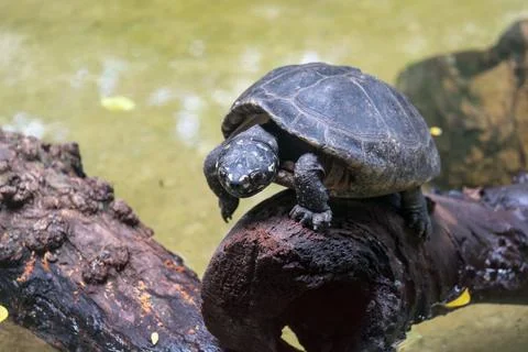 Tortoise walking on the timber Stock Photos