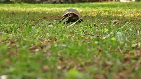 Tortoise walking toward camera Video stock 22085891