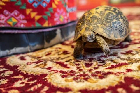 Tortoise walking on traditional patterned carpet in egypt Stock Photos