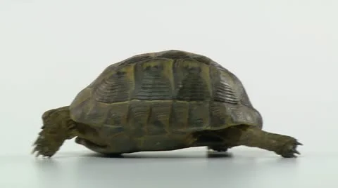 Tortoise walking on a white background, close up Vídeo Stock 10894836