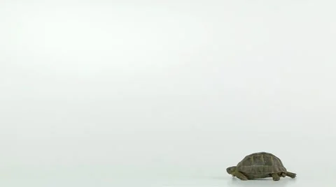 Tortoise walking on a white background, long shot Stock Footage