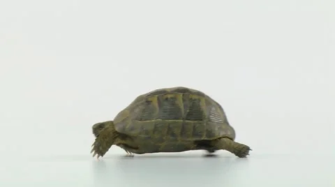 Tortoise walking on a white background, medium shot Vídeo Stock 10894932