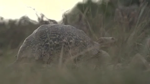 Tortoise walking in the wild Stock Footage 217748677