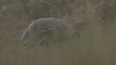 Tortoise walking in the wild Stock Footage 217748706