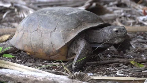 Tortoise walks off camera Stock Footage 171949117