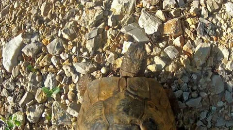 Tortoise walks over macadam, from above Stock Footage 21999045